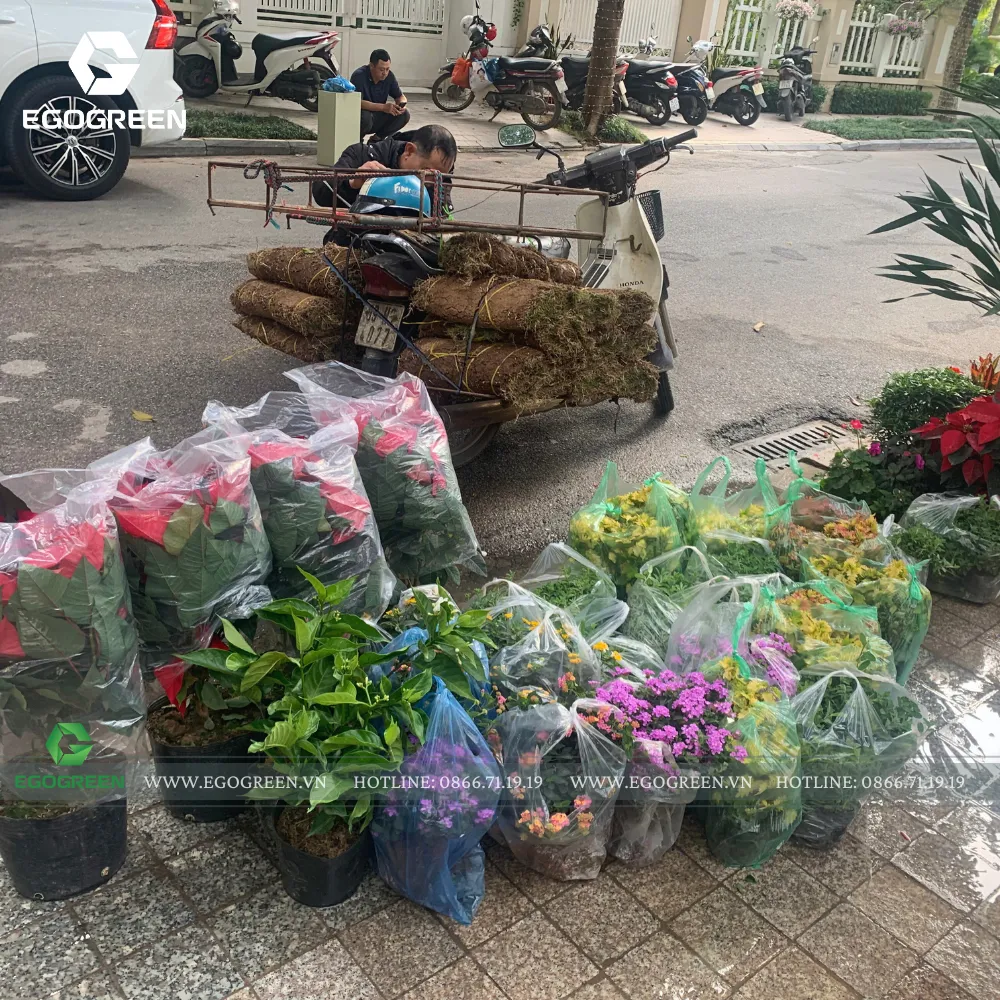 Lựa chọn cây và hoa tươi tốt có màu sắc rực rỡ để đem lại vận khí tốt.